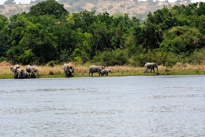 3 Days Murchison Falls Wildlife Safari - Day two: the best wildlife day of the trip