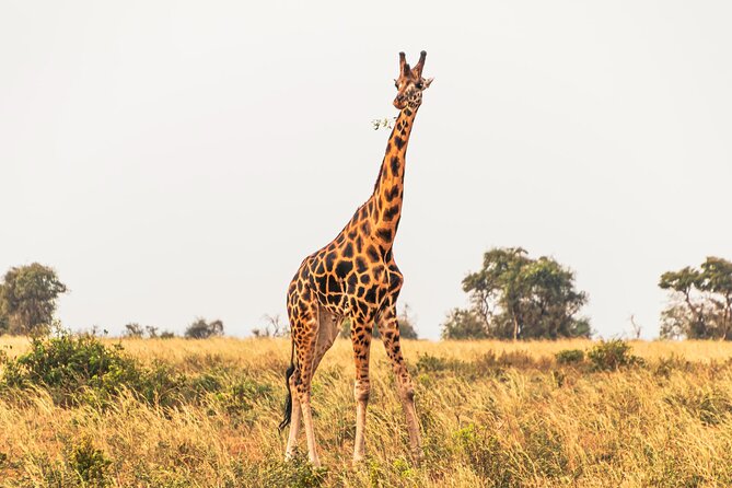 3 Days Private Tour in Murchison Falls National Park - Day two: an early game drive in the northern sector