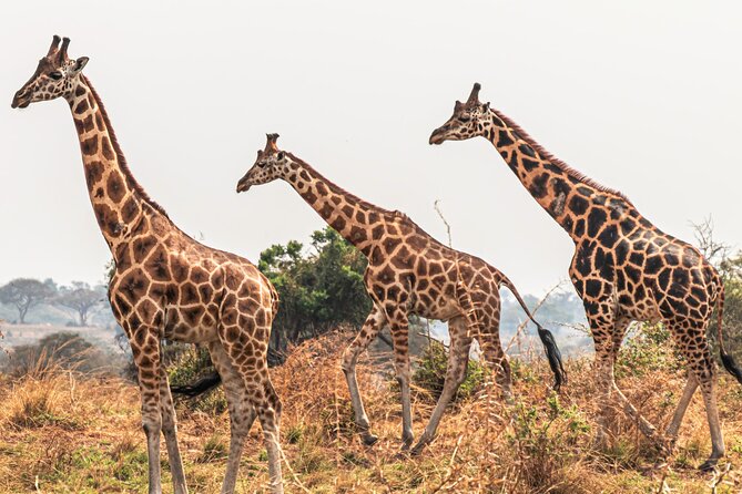 3 Days Private Tour in Murchison Falls National Park - Day three: returning to Kampala or Entebbe