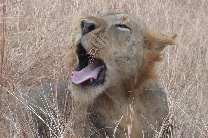 3 days Queen Elizabeth National Park Uganda Safari - Transport, pickup, and the real value of $692.31