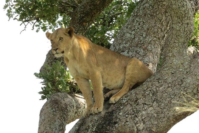 3-Days Safari to Murchison Falls National Park with Rhino Sanctuary hike - Why this short Uganda safari works