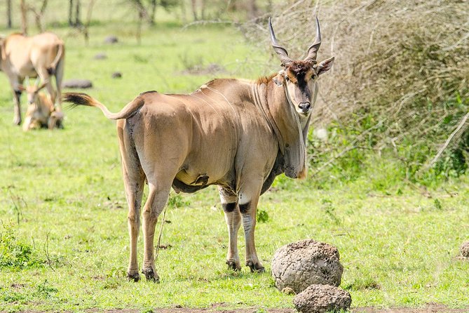 3-Days Safari to Murchison Falls National Park with Rhino Sanctuary hike - Day 2: Game drives and the Nile below Murchison Falls