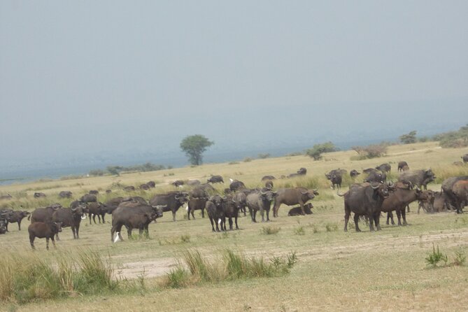 3 Days Trip To Murchison Falls - The 6:30 a.m. Game Drive Across Nyamsika Plateau