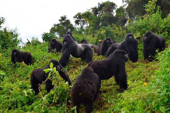 3 days Uganda Gorilla safari tour with relaxation on Lake Bunyonyi - Why this three-day plan works