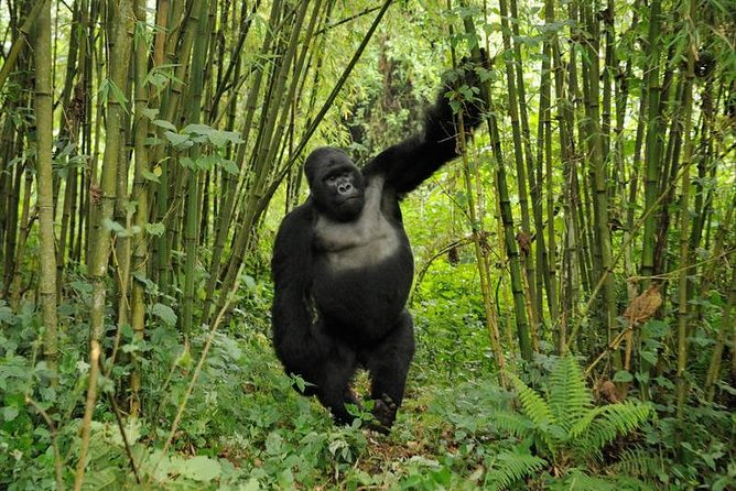 3 days Uganda Gorilla safari tour with relaxation on Lake Bunyonyi - Lake Bunyonyi: A calm finish after a hard trek
