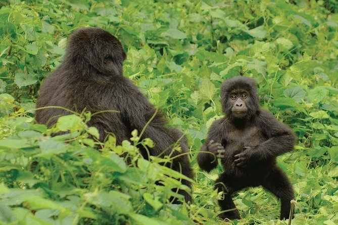 3 days Uganda Gorilla safari tour with relaxation on Lake Bunyonyi - Who should choose this safari