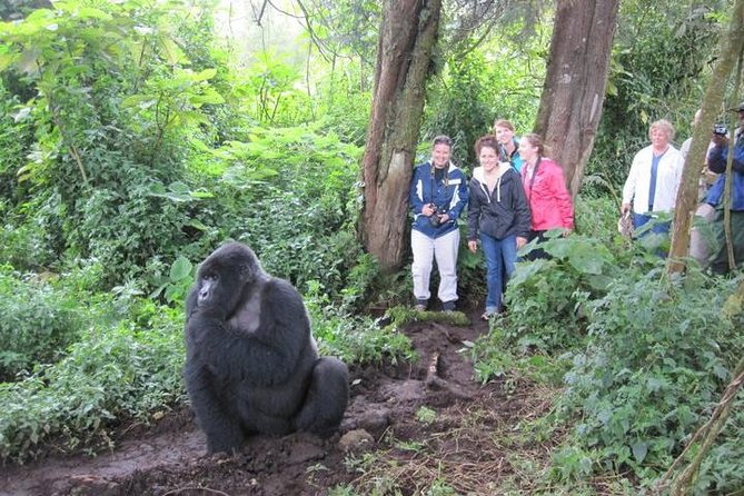 3 days Uganda Gorilla safari tour with relaxation on Lake Bunyonyi - Day 2: Finding mountain gorillas in Bwindi