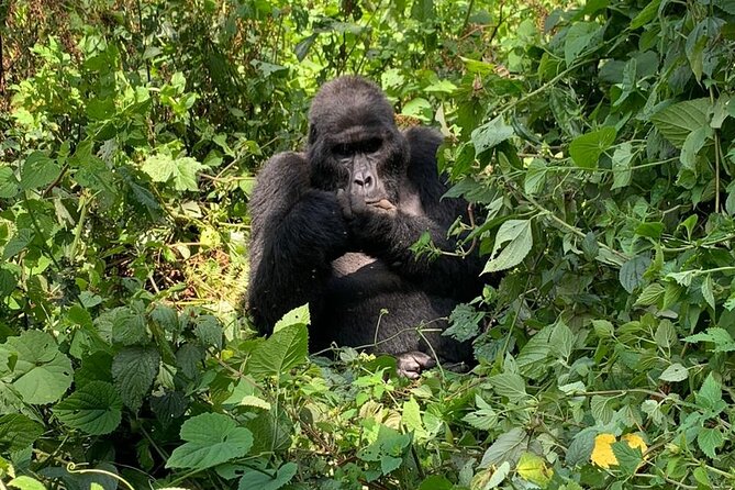 3 Days Uganda Gorilla trek Safari Tour - Why Bwindi makes this short safari worthwhile