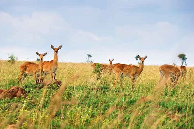 3 Days Wild Tour Queen Elizabeth National Park Safari Uganda - Five things to know before booking