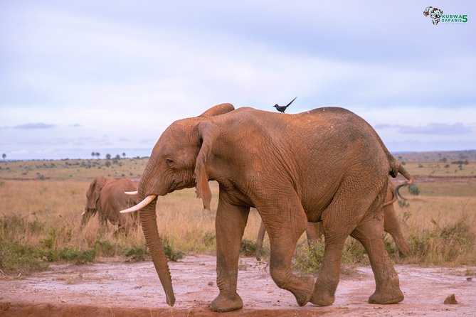 3 Days Wild Tour Queen Elizabeth National Park Safari Uganda - The long road to Queen Elizabeth National Park