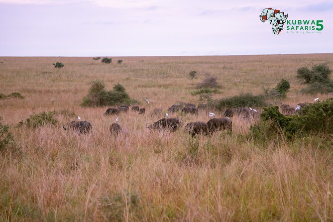 3 Days Wild Tour Queen Elizabeth National Park Safari Uganda - Queen Elizabeth National Park’s first game drive