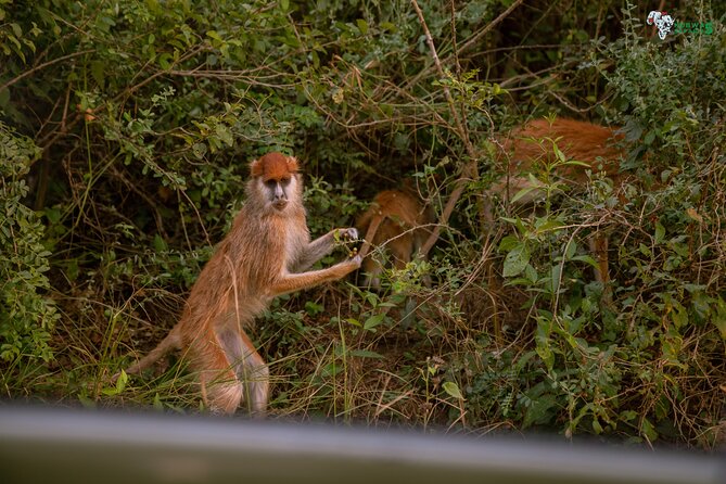 3 Days Wild Tour Queen Elizabeth National Park Safari Uganda - The return to Kampala and the Equator stop