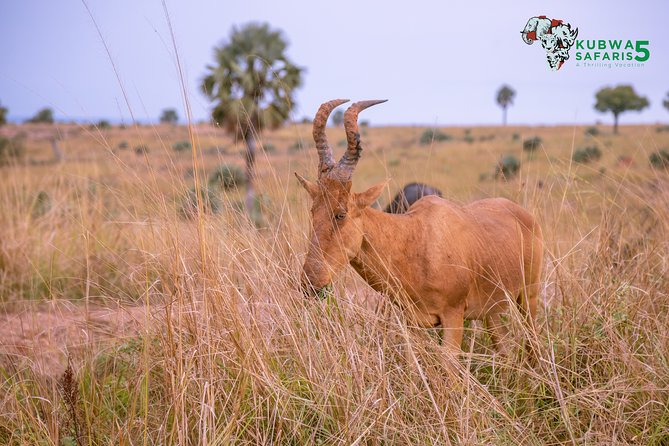 3 Days Wild Tour Queen Elizabeth National Park Safari Uganda - Is $1,300 per person a fair price?