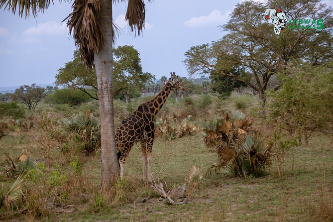 3 Days Wild Tour Queen Elizabeth National Park Safari Uganda - A short look at Kampala’s many hills