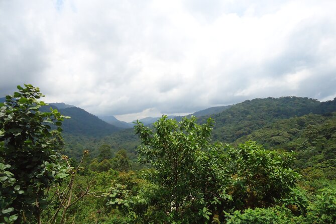 4-Day Gorilla & Chimpanzee Trekking Luxury Fly-in Tour in Uganda - Why Kibale deserves the first day