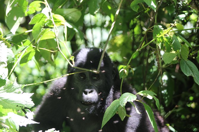 4 Day Gorilla Trekking & Golden Monkeys - Day 1: Eight hours from Entebbe to Bwindi Rushaga