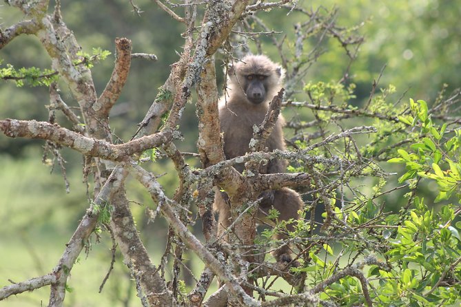 4 Day Gorilla Trekking & Golden Monkeys - Day 3: Golden monkeys in Mgahinga Gorilla National Park