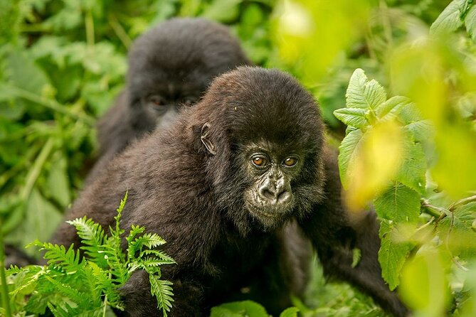 4 Day Gorilla Trekking & Golden Monkeys - Day 4: The return to Entebbe and an equator stop