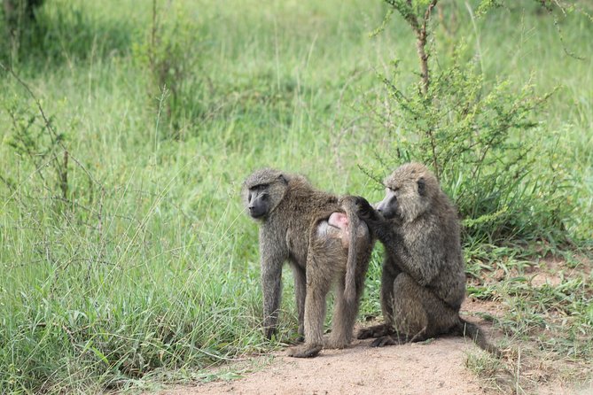 4 Day Gorilla Trekking & Golden Monkeys - Fitness, timing, and what to clarify