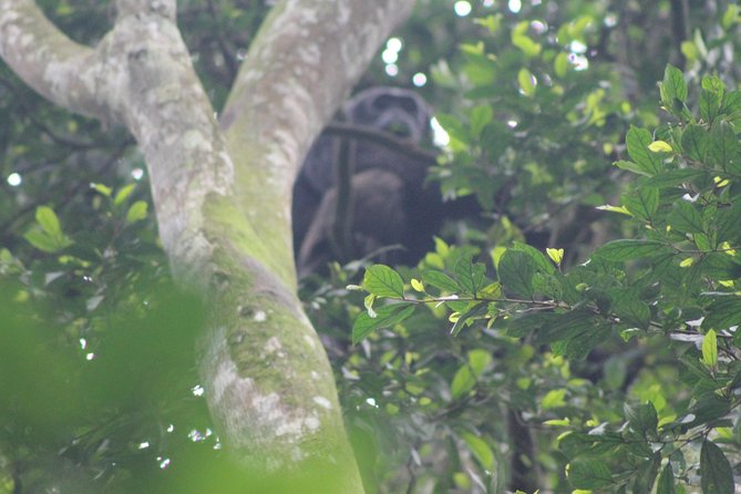 4 Day Gorilla Trekking & Golden Monkeys - Day 2: Gorilla trekking in Bwindi begins at 7:00 am