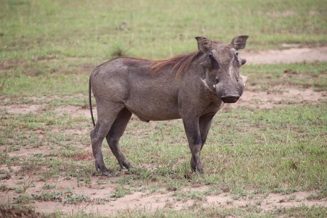 4-Day Gorillas, Wildlife and Chimpanzee Trek at Kalinzu Forest - Five things to know before booking