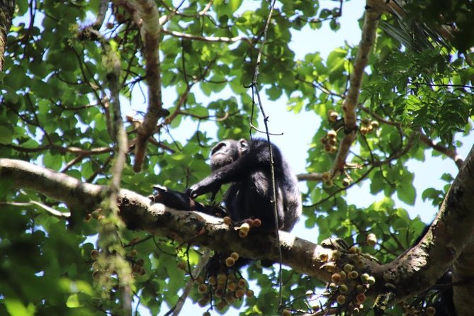 4-Day Gorillas, Wildlife and Chimpanzee Trek at Kalinzu Forest - Day 3: Queen Elizabeth National Park and the Kazinga Channel