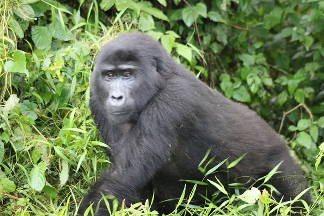 4 Day Gorillas, Wildlife and Chimpanzee Trek at Kibale - Day 3: Lions and elephants in the Kasenyi Plains