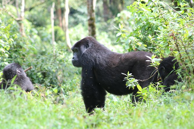 4 Day Gorillas, Wildlife and Chimpanzee Trek at Kibale - The Kigali transfer needs careful planning
