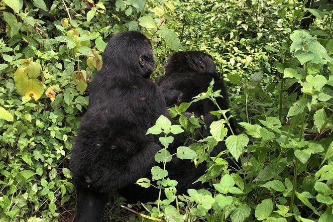 4 Day Gorillas, Wildlife and Chimpanzee Trek at Kibale - Guides, driving, and the private format