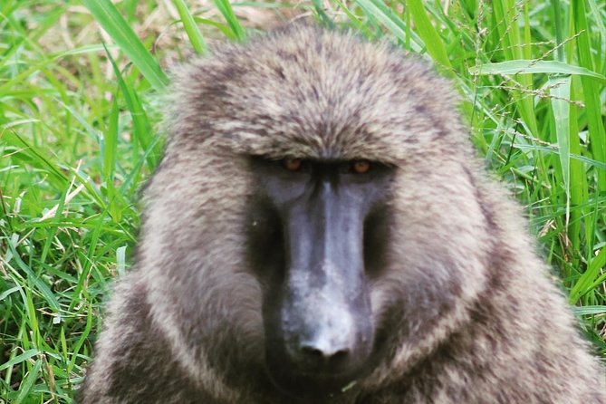 4 Day Gorillas, Wildlife and Chimpanzee Trek at Kibale - Day 1: From Kampala or Entebbe to Kibale