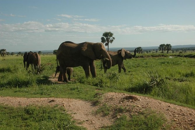 4-Day Kidepo Valley National Park Flight Safari (Luxury) - Day 1: Entebbe to Kidepo before dinner