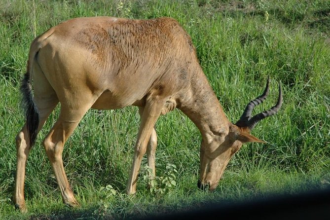 4-Day Kidepo Valley National Park Flight Safari (Luxury) - Day 2: Narus Valley wildlife and the sunset at Nagosokopire