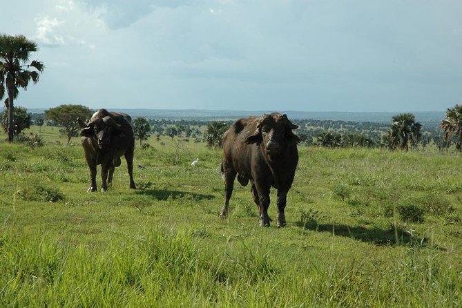 4-Day Kidepo Valley National Park Flight Safari (Luxury) - Day 3: Hot springs, an observation point, and a guided walk