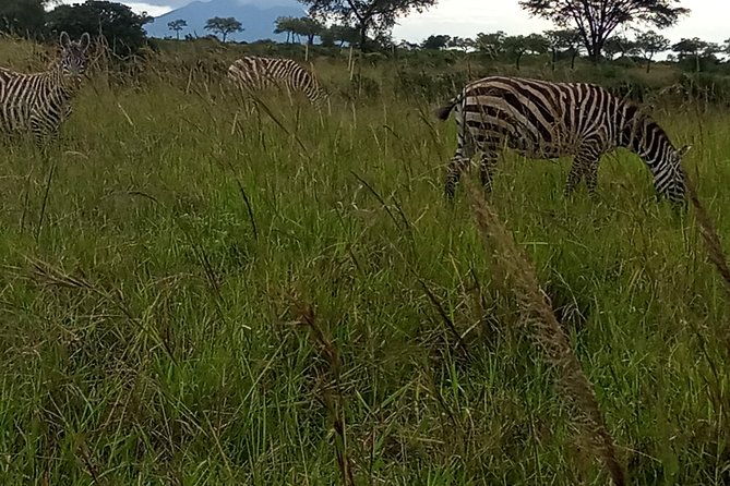 4-Day Kidepo Valley National Park Flight Safari (Luxury) - What the private format changes