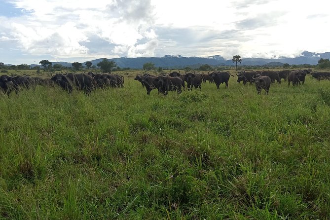 4-Day Kidepo Valley National Park Flight Safari (Luxury) - Timing, weather, and cancellation rules