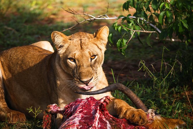 4-Day Kidepo Valley National Park Flight Safari (Luxury) - Three nights at Apoka Lodge