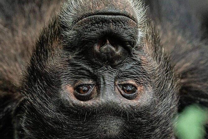 4-Day Private Tour in Bwindi Forest National Park - Who should book this four-day plan?