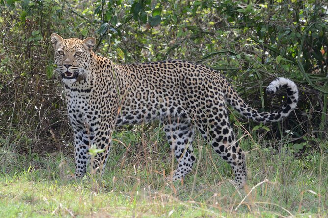 4-Day QENP, Gorillas in Bwindi and Lake Bunyonyi relaxation - The accommodation, vehicle, and daily comfort