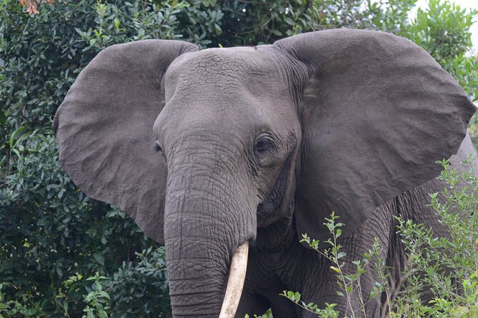 4-Day QENP, Gorillas in Bwindi and Lake Bunyonyi relaxation - Does the $4,770 price offer fair value?