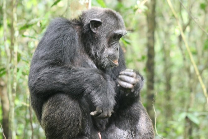 4-Day Uganda Gorilla Trekking and Wildlife Safari - Day four: Lake Bunyonyi, Igongo, and the road back