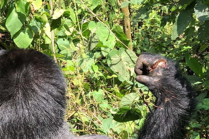 4 Day Uganda Gorilla Trekking Safari with Lake Bunyonyi - Day 1: The long road from Entebbe to Bwindi