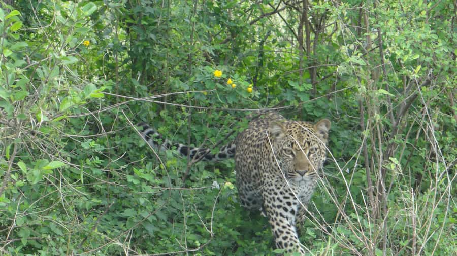 4-Day Uganda Safari with Gorillas starting from Kigali - Key Points Before You Book