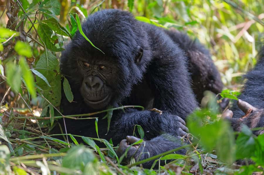 4-Day Uganda Safari with Gorillas starting from Kigali - Why This Kigali to Uganda Route Works