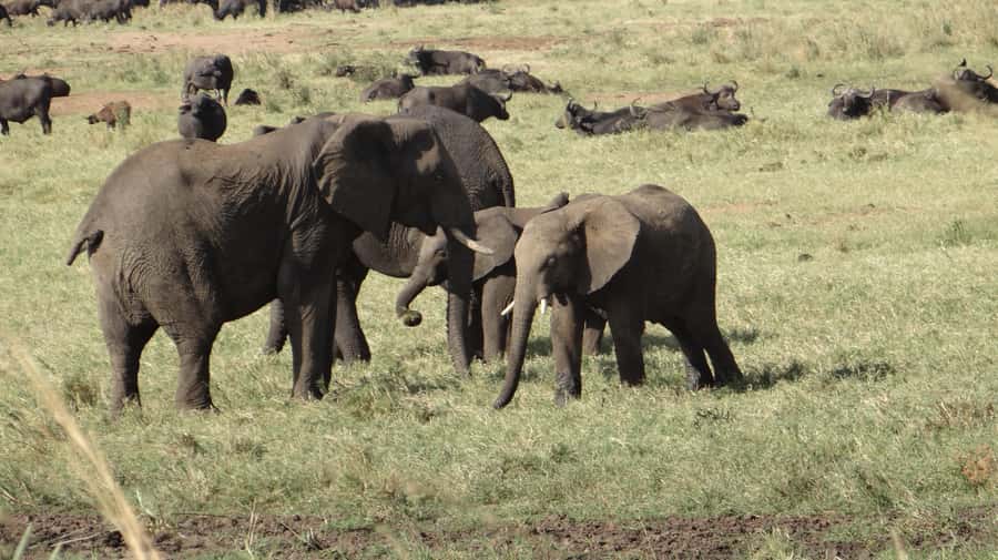 4-Day Uganda Safari with Gorillas starting from Kigali - Gorilla Trekking in Bwindi Impenetrable National Park