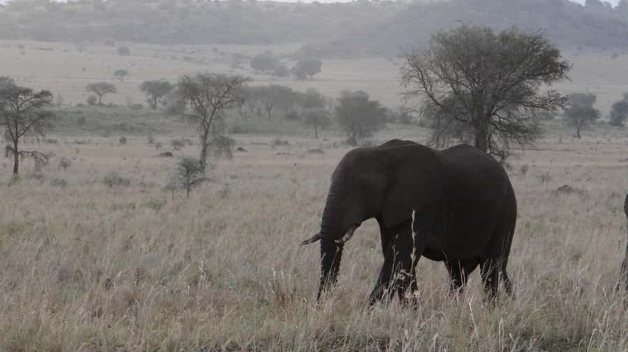 4-Day Uganda Safari with Gorillas starting from Kigali - Meeting Batwa or Bakiga Communities