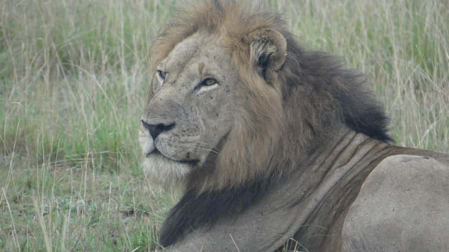 4-Day Uganda Safari with Gorillas starting from Kigali - Evening Wildlife Drive in Queen Elizabeth