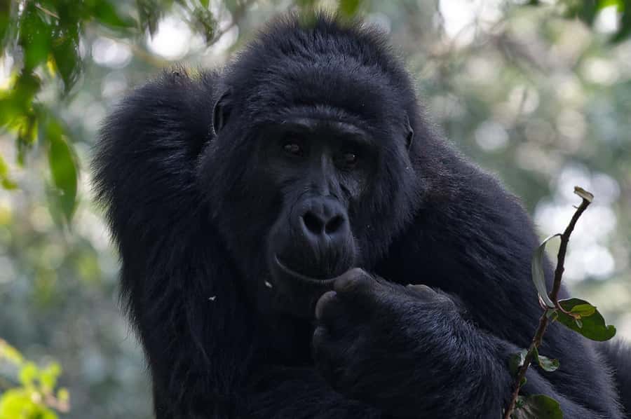 4-Day Uganda Safari with Gorillas starting from Kigali - Kigali Before the Forest