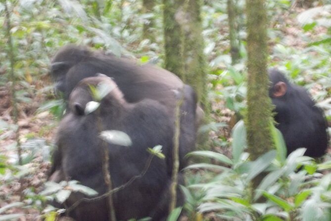 4 Days Gorilla and Chimps trek safari - Why this four-day route works