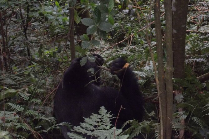 4 Days Gorilla and Chimps trek safari - What the gorilla trek demands from you
