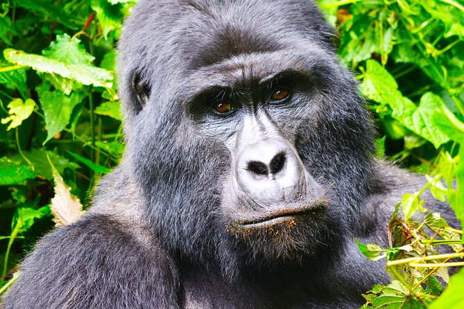 4 Days Gorilla tracking Tour in Uganda - What the $2,331 price includes